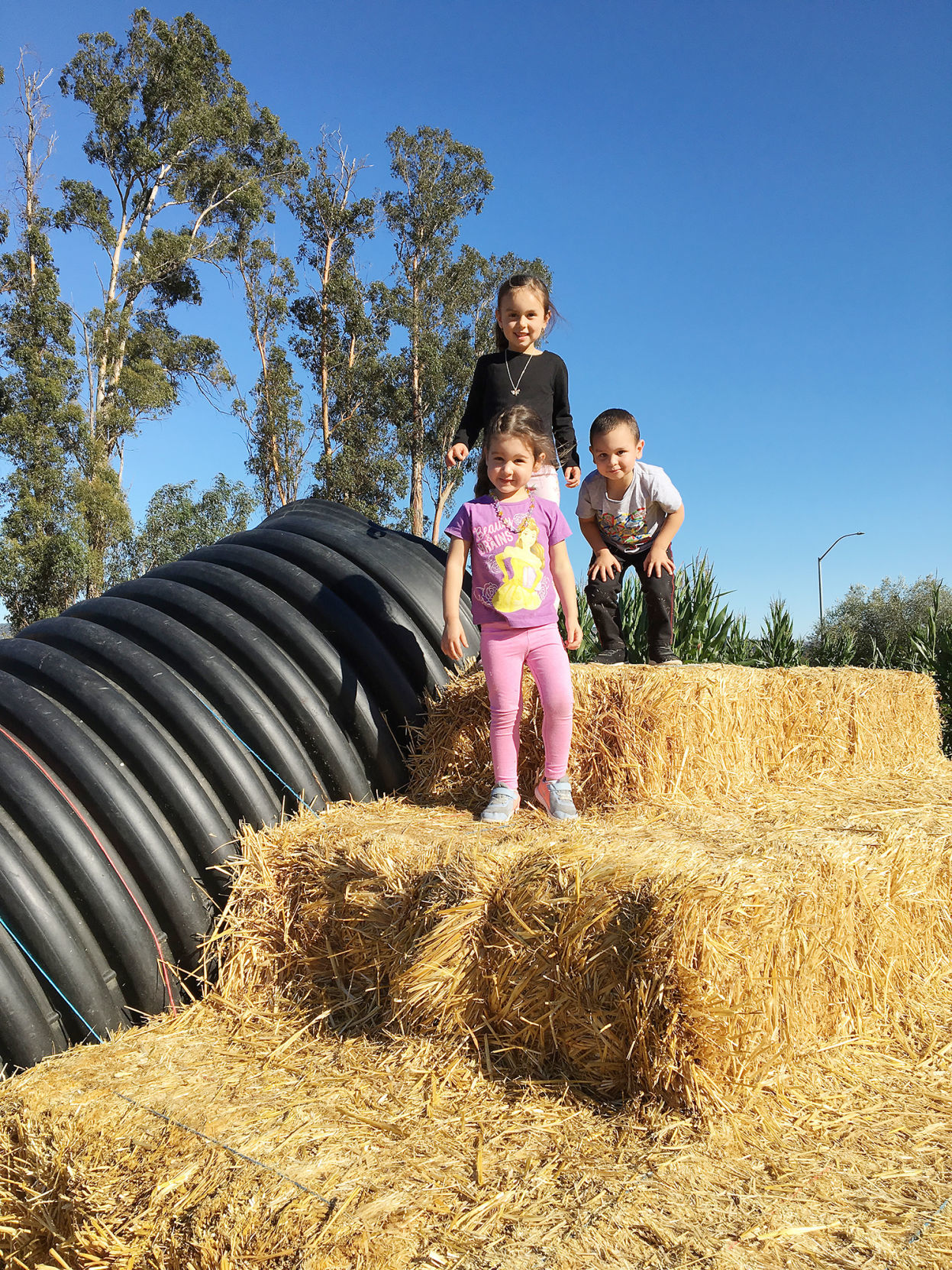 Pumpkin Patch